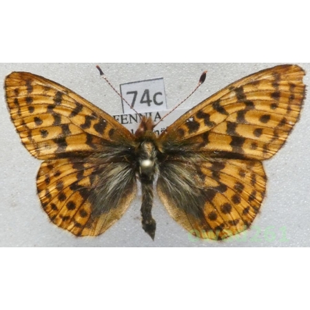 Boloria frigga (Becklin, 1791) Finland74c